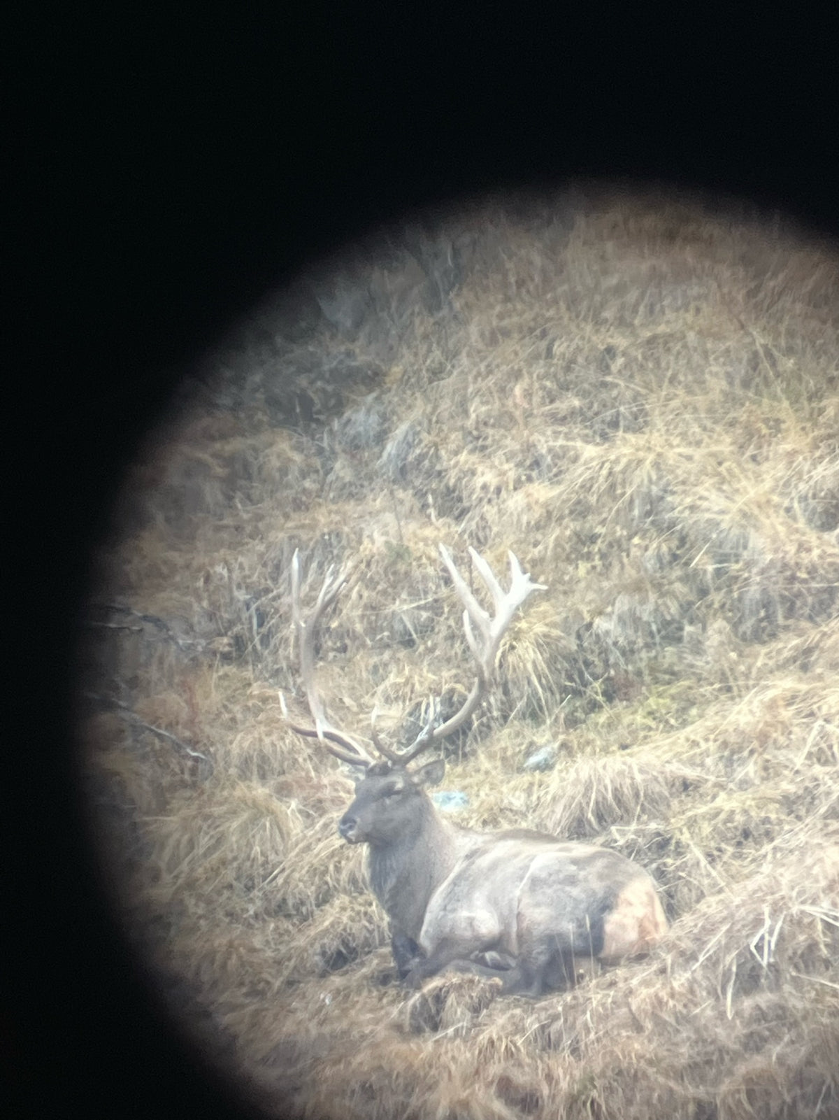 Sitka Mountain Optics Harness