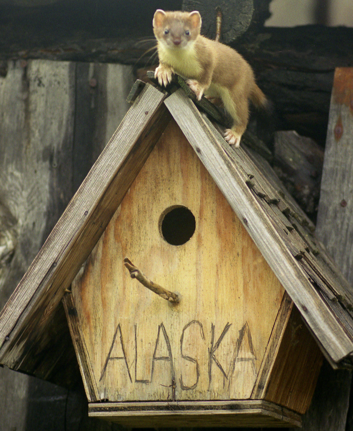 Det er nu eller aldrig - jagt uden foræringer i Alaska, New Zeland og Canada af claus Ballisager