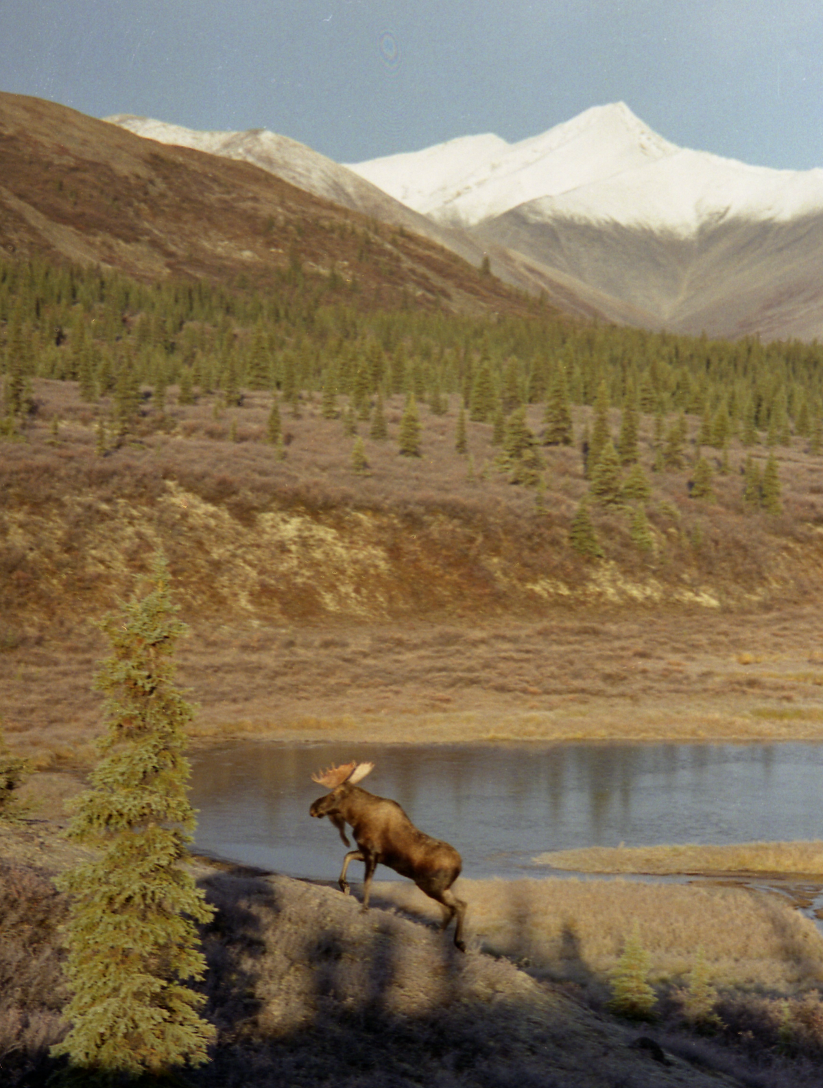 Det er nu eller aldrig - jagt uden foræringer i Alaska, New Zeland og Canada af claus Ballisager